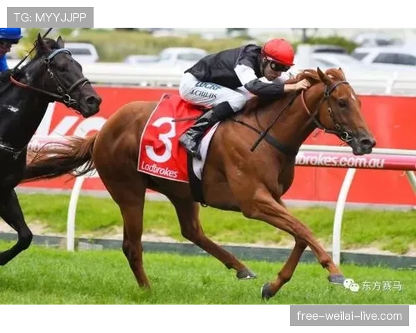 富里睡醒发现自家马场又多了一匹纯血马，账单比对手的拳头还狠